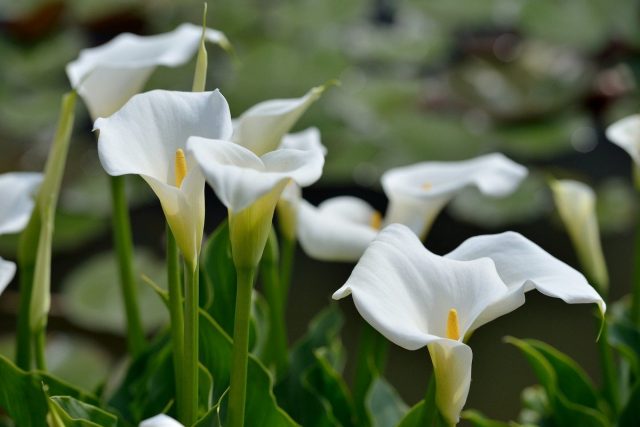 Каллы — нежное покрывало Каллы — нежное покрывало