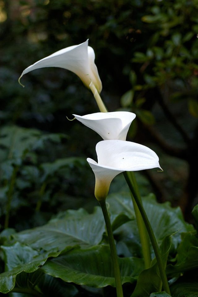 Калла (Calla) Калла (Calla)