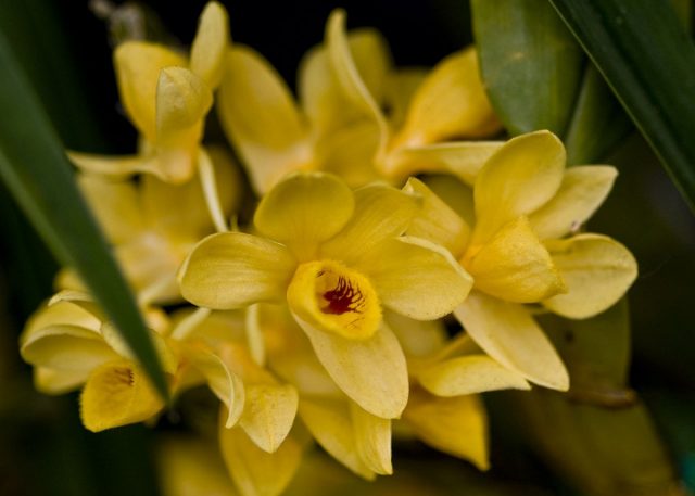 Дендробиум (Dendrobium) Дендробиум (Dendrobium)