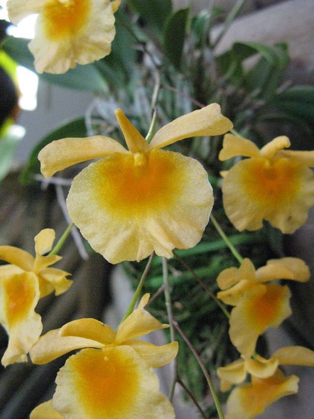 Дендробиум линдли (Dendrobium lindleyi) Дендробиум линдли (Dendrobium lindleyi)