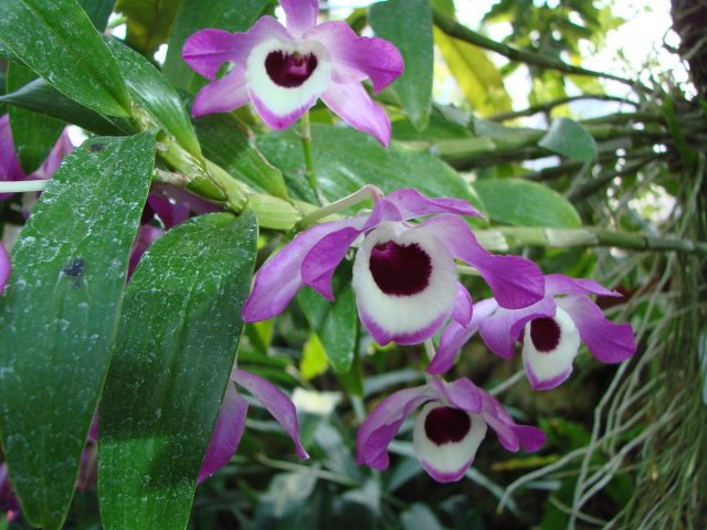 Дендробиум благородный (Dendrobium nobile) Дендробиум благородный (Dendrobium nobile)
