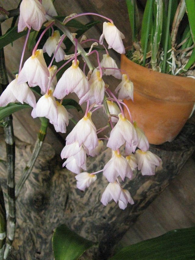 Дендробиум Амабиле (Dendrobium amabile) Дендробиум Амабиле (Dendrobium amabile)