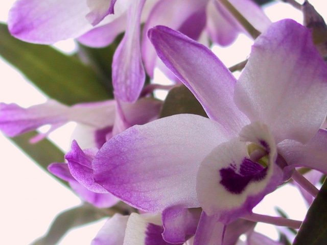 Дендробиум (Dendrobium) Дендробиум (Dendrobium)