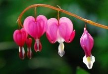 Дицентра (Dicentra)