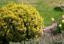 Бересклет Форчуна «Эмеральд Голд» (Euonymus fortunei 'Emerald Gold')