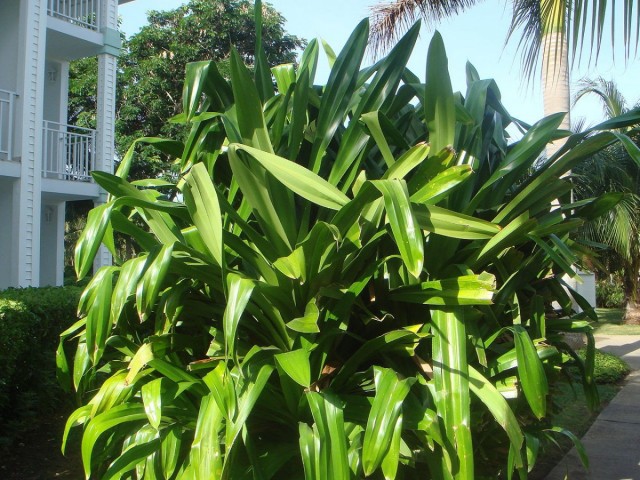Панданус Вейча или Вича (Pandanus veitchii) Панданус Вейча или Вича (Pandanus veitchii)