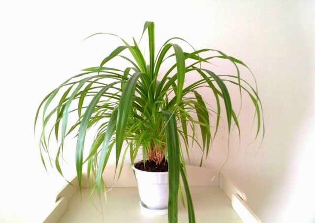Панданус (Pandanus) Панданус (Pandanus)