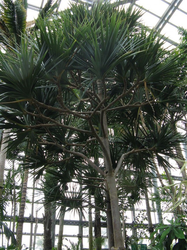 Панданус полезный (Pandanus utilis) Панданус полезный (Pandanus utilis)