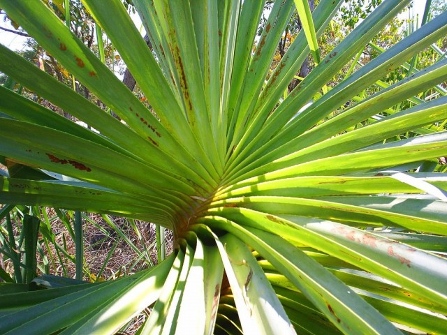 Панданус (Pandanus) Панданус (Pandanus)