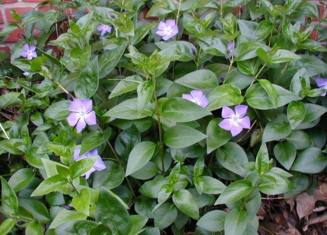 Барвинок большой (Vinca major) Барвинок большой (Vinca major)