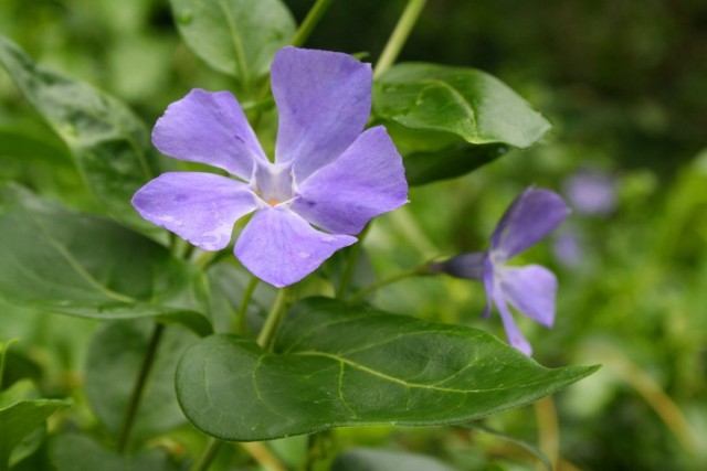 Барвинок большой (Vinca major) Барвинок большой (Vinca major)