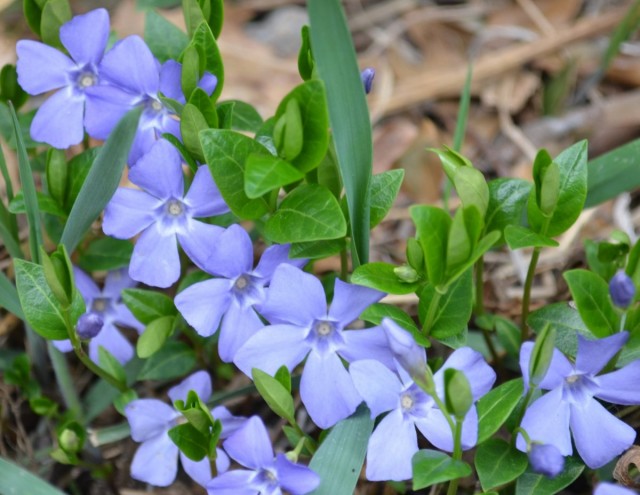 Барвинок малый (Vinca minor) Барвинок малый (Vinca minor)