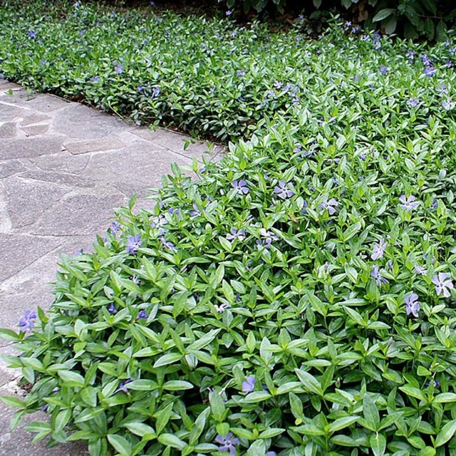 Барвинок малый (Vinca minor) Барвинок малый (Vinca minor)