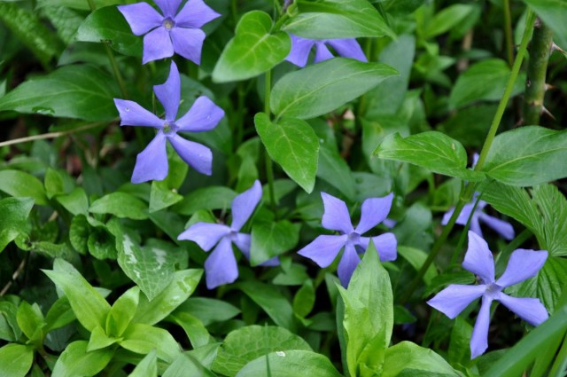 Барвинок травянистый (Vinca herbacea) Барвинок травянистый (Vinca herbacea)
