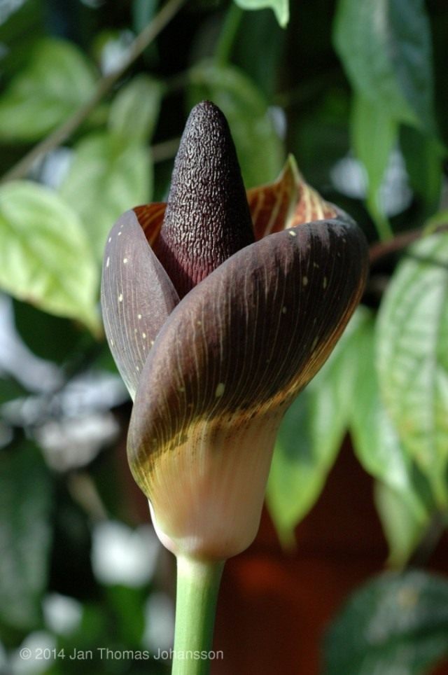 Аморфофаллус безлистный (Amorphophallus aphyllus) Аморфофаллус безлистный (Amorphophallus aphyllus)