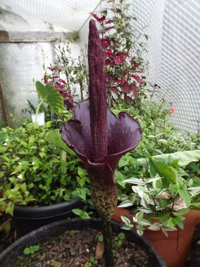 Аморфофаллус коньяк (Amorphophallus konjac) Аморфофаллус коньяк (Amorphophallus konjac)