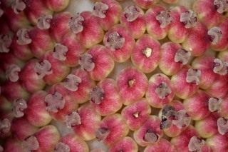 Аморфофаллус коньяк, женские цветки Аморфофаллус коньяк, женские цветки