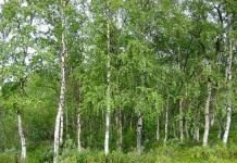 Роща берёз повислых