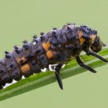 Личинка божьей коровки семиточечной (Coccinella septempunctata) Личинка божьей коровки семиточечной (Coccinella septempunctata)