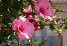 Гибискус (Hibiscus)