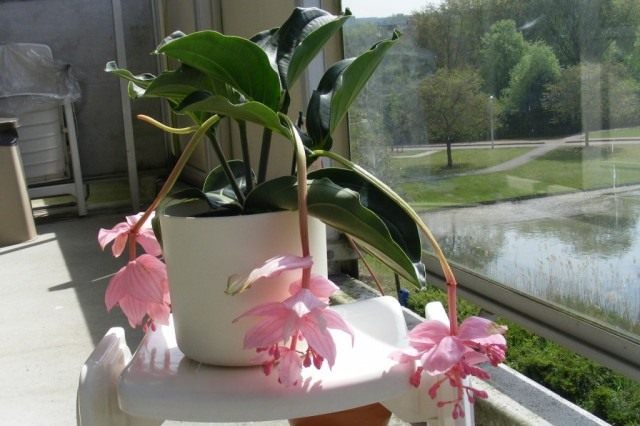 Мединилла великолепная Мединилла великолепная (Medinilla magnifica)