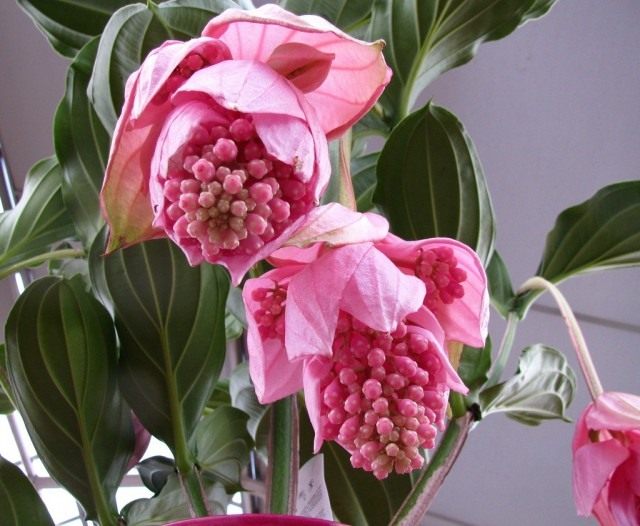 Мединилла великолепная (Medinilla magnifica) Мединилла великолепная (Medinilla magnifica)