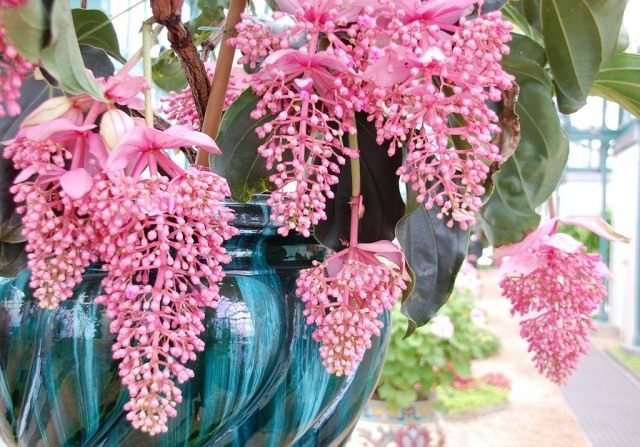 Мединилла великолепная Мединилла великолепная (Medinilla magnifica)
