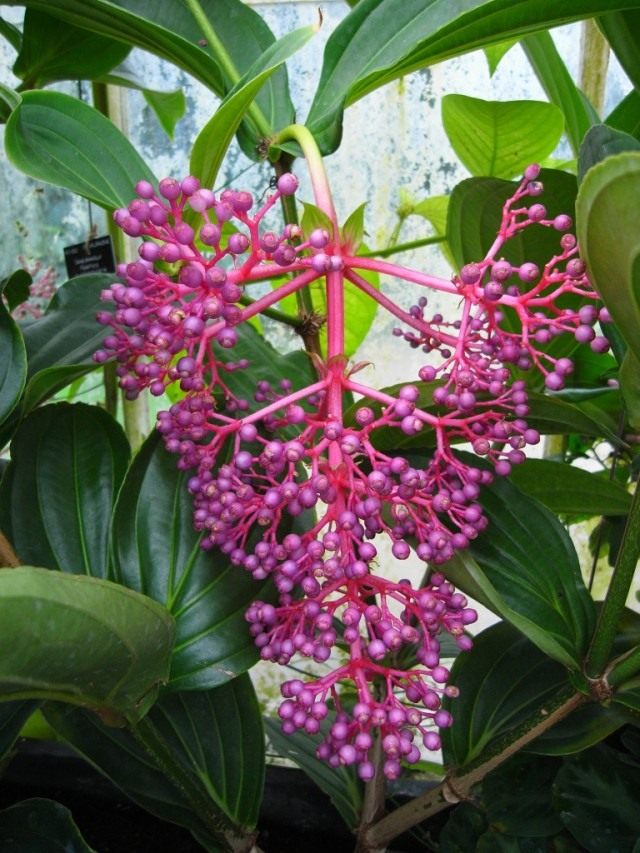Мединилла яванская (Medinilla javanensis) Мединилла яванская (Medinilla javanensis)