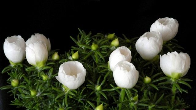 Портулак крупноцветковый (Portulaca grandiflora) Портулак крупноцветковый (Portulaca grandiflora)