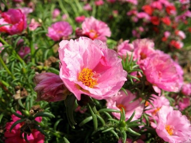 Портулак крупноцветковый (Portulaca grandiflora) Портулак крупноцветковый (Portulaca grandiflora)