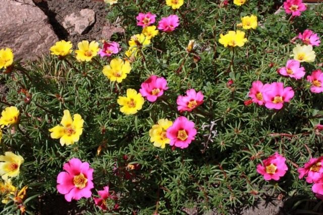 Портулак крупноцветковый (Portulaca grandiflora) Портулак крупноцветковый (Portulaca grandiflora)