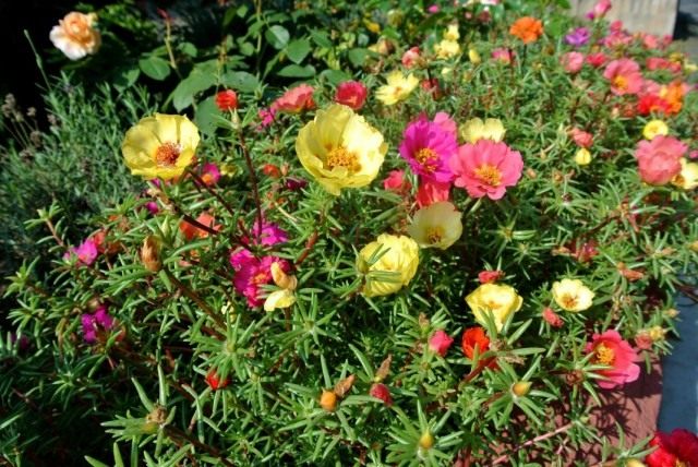 Портулак крупноцветковый (Portulaca grandiflora) Портулак крупноцветковый (Portulaca grandiflora)