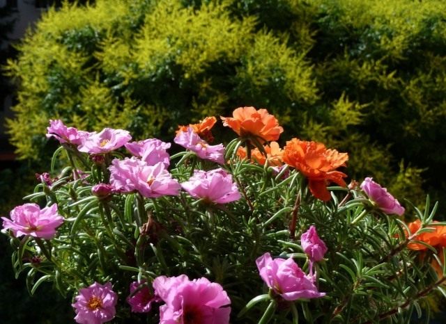 Портулак крупноцветковый (Portulaca grandiflora) Портулак крупноцветковый (Portulaca grandiflora)