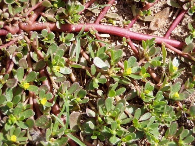 Портулак огородный (Portulaca oleracea) Портулак огородный (Portulaca oleracea)