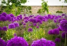 Лук голландский 'Purple Sensation'