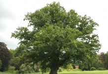 Дуб черешчатый (летний, английский, обыкновенный) (Quercus robur)