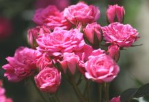 Миниатюрные розы — маленькое сокровище
