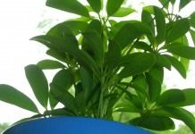 Шеффлера древовидная (Schefflera arboricola)