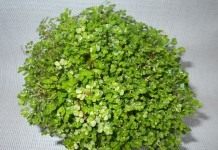 Солейролия Солейроля (Soleirolia soleirolii)