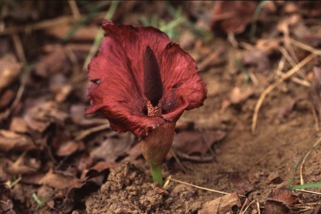 Аморфофаллус абиссинский (Amorphophallus abyssinicus) Аморфофаллус абиссинский (Amorphophallus abyssinicus)