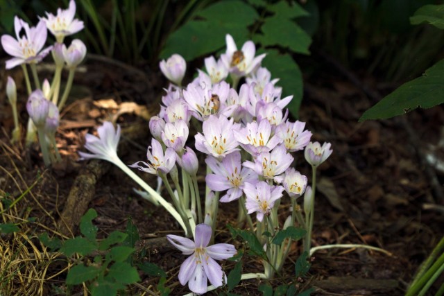 Колхикум (Colchicum) Колхикум (Colchicum)
