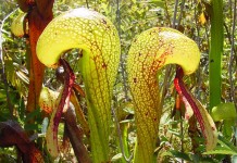 Дарлингтония калифорнийская (Darlingtonia californica)