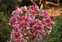 Восточные гибриды лилий, или Ориентальные гибриды (Lilium Oriental Hybrids)