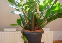 Замиокулькас (Zamioculcas)