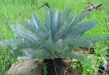Цикас (Cycas)
