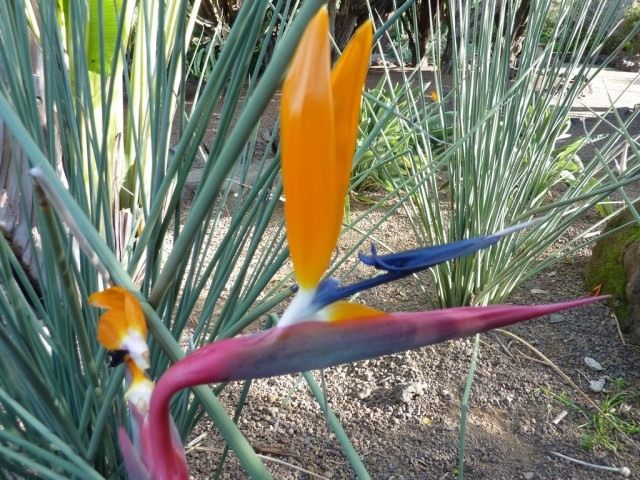 Стрелитция королевская (Strelitzia reginae) Стрелитция королевская (Strelitzia reginae)