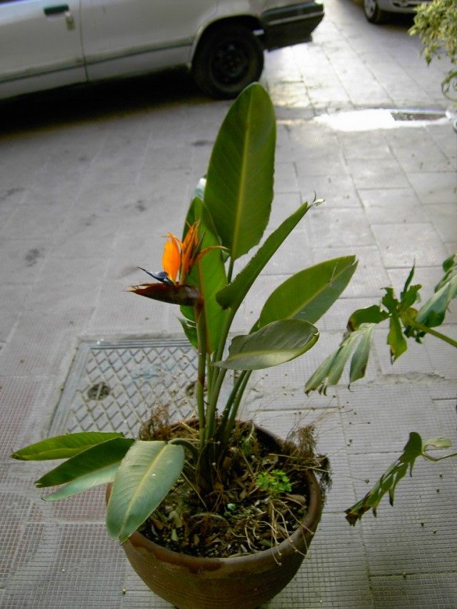 Стрелитция (Strelitzia) Стрелитция (Strelitzia)
