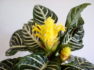 Афеландра оттопыренная (Aphelandra squarrosa) Афеландра оттопыренная (Aphelandra squarrosa)