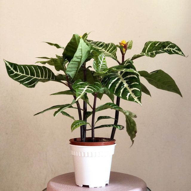 Афеландра (Aphelandra) Афеландра (Aphelandra)
