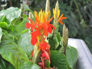 Афеландра оранжевая (Aphelandra aurantiaca) Афеландра оранжевая (Aphelandra aurantiaca)